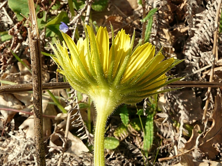 Doronicum cfr. orientale